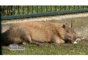 ZOO BRATISLAVA (5)