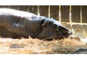 ZOO BRATISLAVA (9)